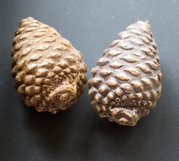 Cone Mould - Berries, Pods & Fillers