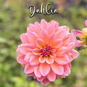 Dahlia - Veiner & Cutter