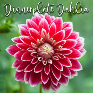 Dinnerplate Dahlia - Veiner & Cutter