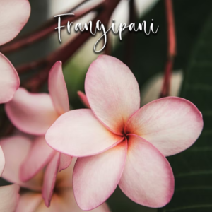 Frangipani - Cutter