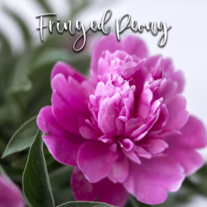 Fringed Peony - Veiner & Cutter