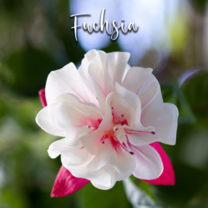 Fuchsia - Cutter