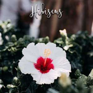 Hibiscus - Veiner & Cutter