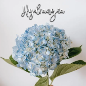 Hydrangea - Veiner & Cutter