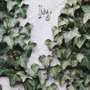 Ivy - Veiner & Cutter