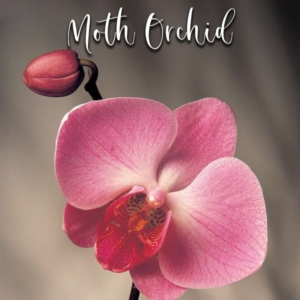Moth Orchid - Veiner & Cutter