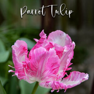 Parrot Tulip - Veiner & Cutter