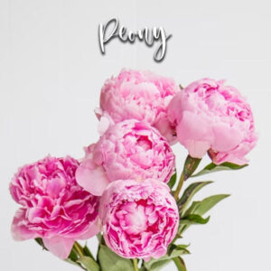Peony - Veiner & Cutter