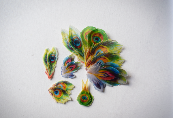 Kim Collection- Peacock Feathers - Image 3