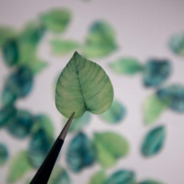 Assorted Greenary - Image 4