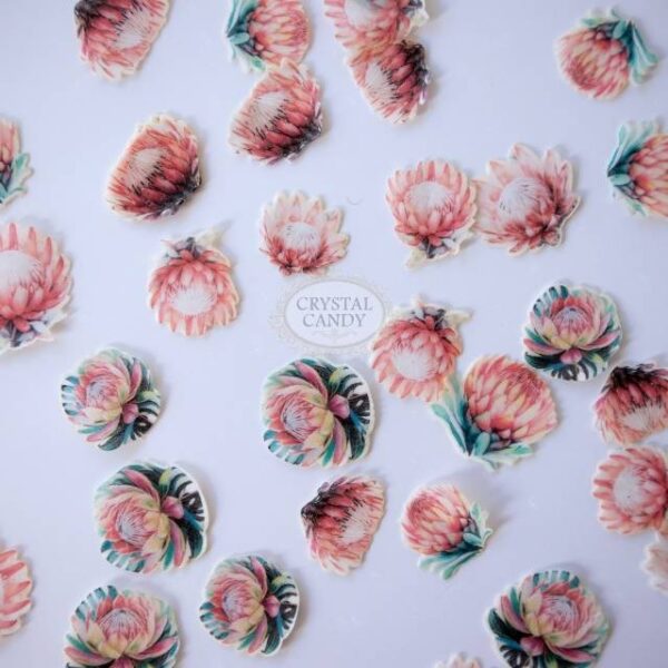 Mini Perfect Proteas - Image 3